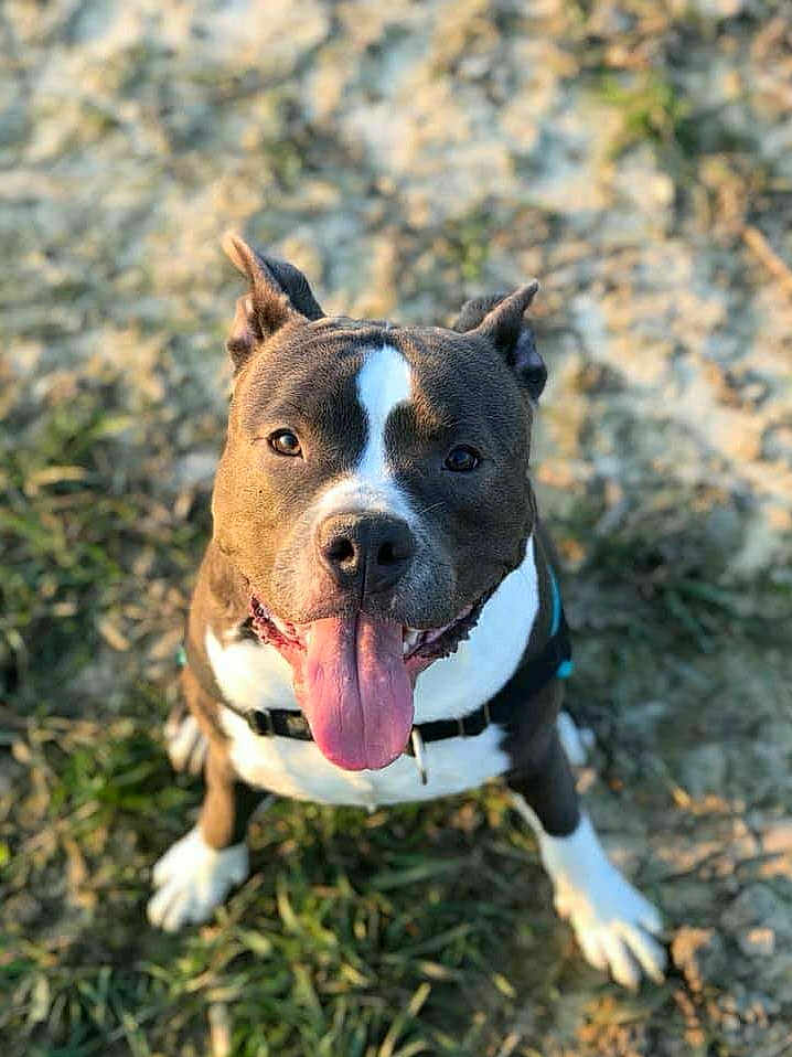 Marley participe au concours pour gagner de l'argent avec cette photo : dog, tongue, happy, outdoor, grass, dirt, pet, animal, canine, sitting, collar, ears, brown, white, sunlight, closeup, looking_up, friendly, cute, nature