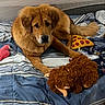 dog, golden_dog, fluffy, fur, pet, animal, lying_down, bed, bedroom, blanket, striped_bedding, plush_toy, stuffed_animal, pizza_toy, dog_toy, brown, golden, indoor, relaxed, portrait