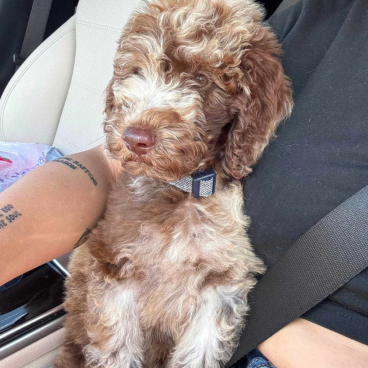 Archie