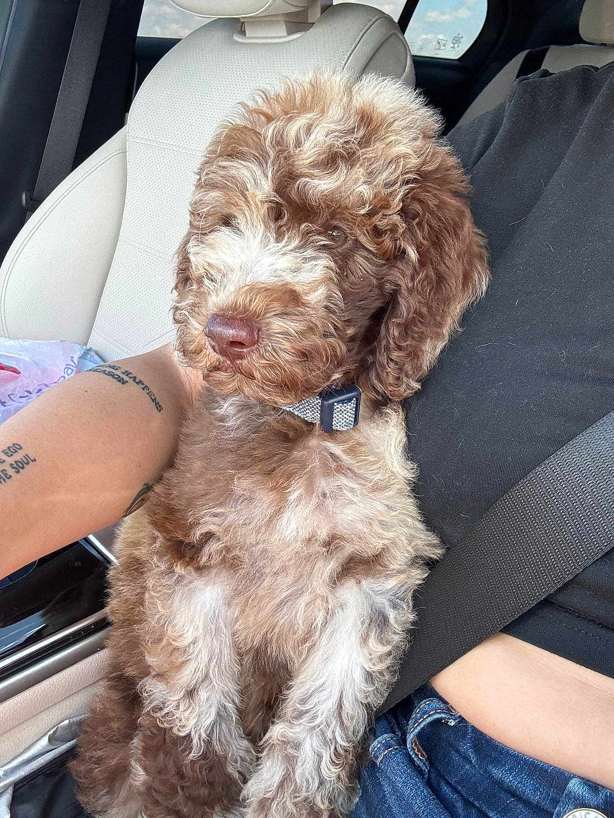 Archie