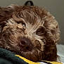 Archie is registered to the contest to win money with this photo: dog, brown, curly_fur, close_up, resting, sleepy, blanket, striped, cozy, pet, animal, fur, snout, indoors, soft, cute, relaxed, portrait, mammal, companion