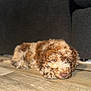 puppy, dog, curly_fur, brown, white, lying_down, floor, wooden_floor, indoor, pet, cute, relaxed, young_dog, animal, fur, close_up, home, domestic_animal, sleepy, adorable