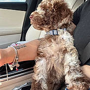 Archie is registered to the contest to win money with this photo: dog, curly_fur, puppy, car_interior, person, tattoo, bracelet, seatbelt, window, sky, cloud, denim_shorts, black_shirt, collar, sitting, lap, side_view, daytime, light, fur
