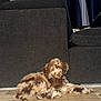 Archie is registered to the contest to win money with this photo: puppy, dog, curly_fur, brown, cream, floor, wooden_floor, couch, living_room, indoors, pet, cute, fur, laying_down, animal, domestic_animal, home, cozy, curious, relaxed