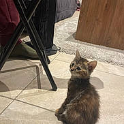 Baya a rejoint le concours — aidez-le/la à gagner de superbes lots ! animal, carpet, cat, chair, cozy, curious, floor, furniture, indoor, kitten, looking_up, pants, person, pet, resting, small, socks, tile, wood, young