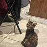 kitten, cat, animal, pet, floor, tile, indoor, chair, furniture, person, socks, pants, curious, small, young, cozy, carpet, wood, resting, looking_up