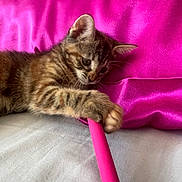 Baya a rejoint le concours — aidez-le/la à gagner de superbes lots ! kitten, cat, tabby, pet, playful, bed, pillow, pink, fabric, feline, animal, cute, indoor, young, resting, paw, fur, headboard, curious, toy