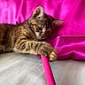 kitten, cat, tabby, pet, playful, bed, pillow, pink, fabric, feline, animal, cute, indoor, young, resting, paw, fur, headboard, curious, toy