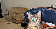 Baya participe au concours pour gagner de l'argent avec cette photo : kitten, cat, bag, indoor, curious, feline, pet, cushion, black, brown, blue, floor, chair, tile, domestic, animal, young, resting, cozy, eyes