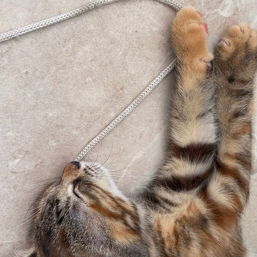 Baya