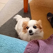 Ophelia a rejoint le concours — aidez-le/la à gagner de superbes lots ! animal, blanket, brown_patches, carpet, chair, cozy, cute, dog, fluffy, home, indoors, living_room, looking_up, pet, photography, portrait, puppy, small_dog, white_fur, wooden_furniture