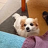 animal, blanket, brown_patches, carpet, chair, cozy, cute, dog, fluffy, home, indoors, living_room, looking_up, pet, photography, portrait, puppy, small_dog, white_fur, wooden_furniture