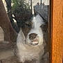 animal, close_up, dirty_glass, dog, door_frame, expression, flip_flops, floor, funny_face, glass_door, indoor, mouth, person, pet, plant, reflection, scruffy, snout, teeth, wood