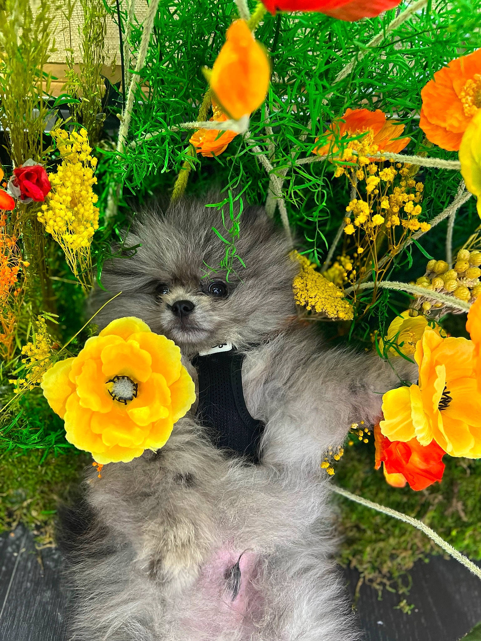 Tchoupi a rejoint le concours — aidez-le/la à gagner de superbes lots ! annual_plant, art, botany, coquelicot, event, floristry, flower, flowering_plant, fur, grass, groundcover, herbaceous_plant, nature, petal, plant, shrub, still_life, sunflower, wildflower, yellow