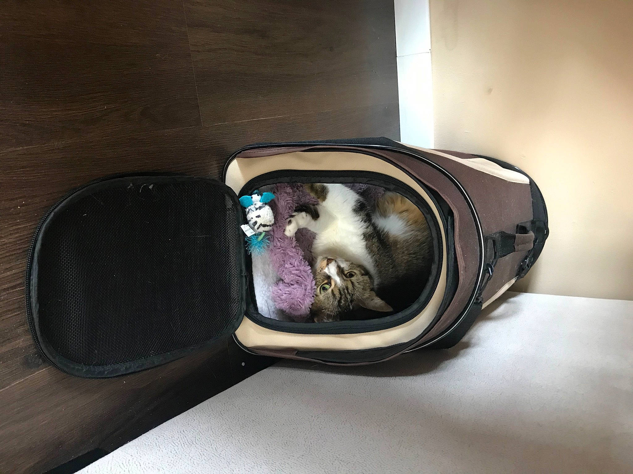 Elya participe au concours pour gagner de l'argent avec cette photo : canidae, footwear, shoe, snout