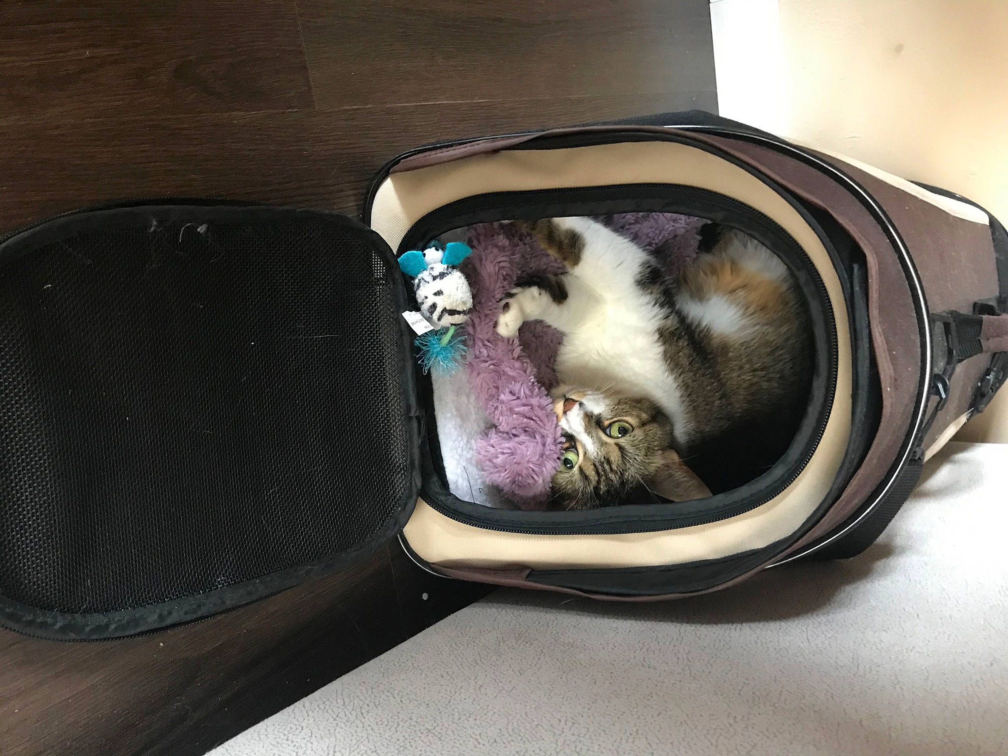 Elya a rejoint le concours — aidez-le/la à gagner de superbes lots ! boston_terrier, canidae, carnivore, cat, collar, eyewear, felidae, glasses, non_sporting_group