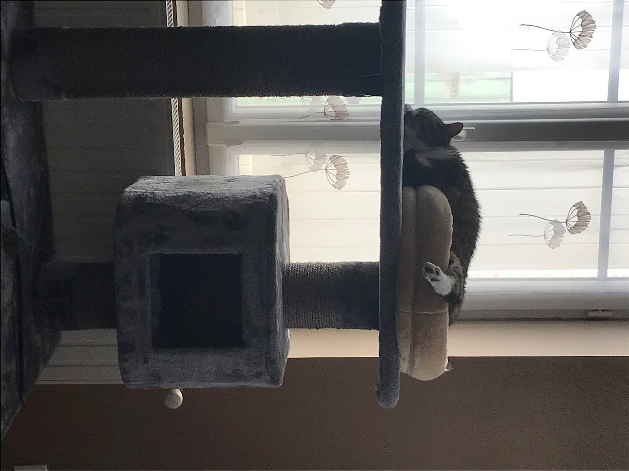 Elya a rejoint le concours — aidez-le/la à gagner de superbes lots ! cat, felidae, room, small_to_medium_sized_cats, window