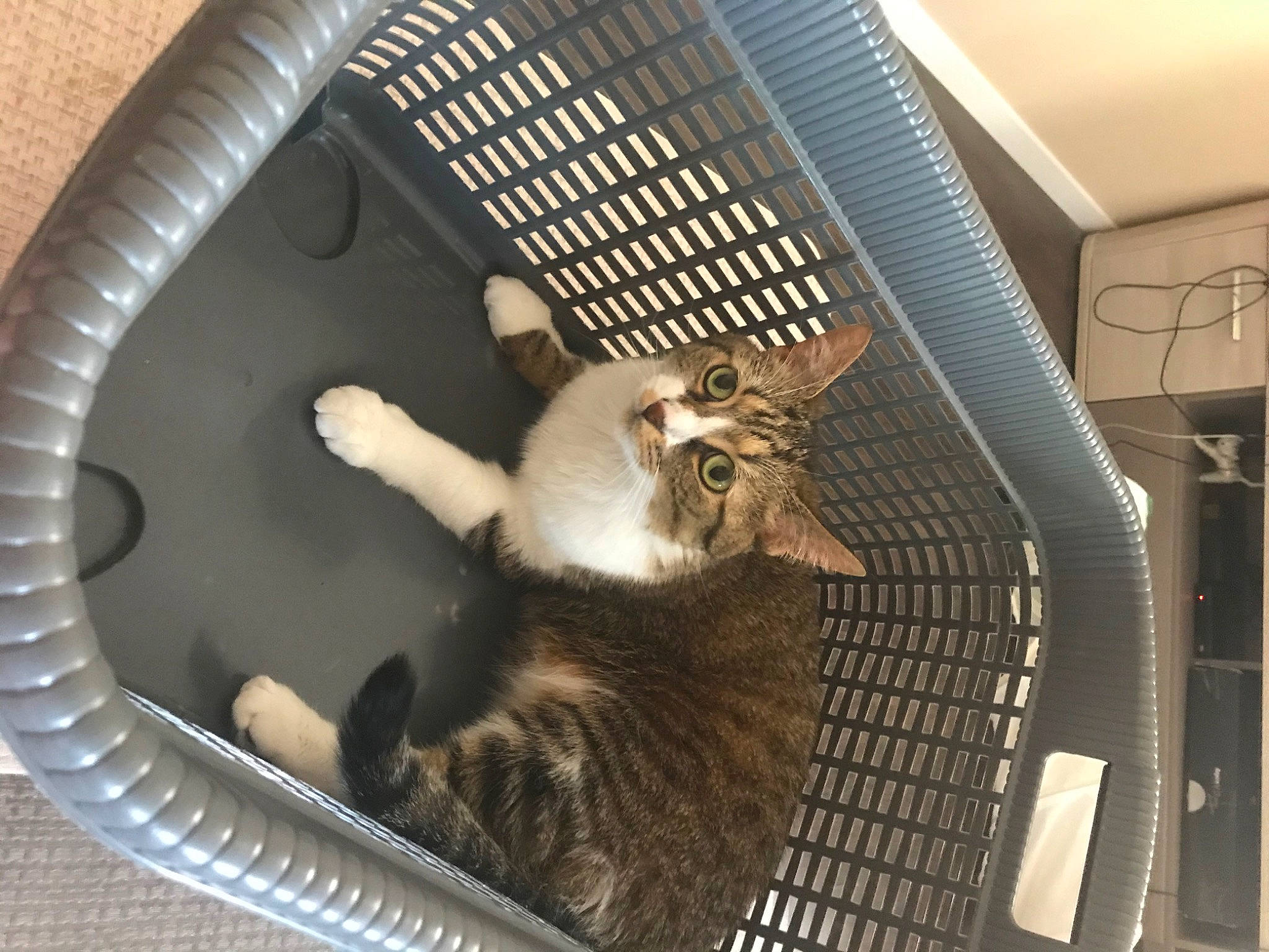 Elya participe au concours pour gagner de l'argent avec cette photo : american_curl, animal_shelter, carnivore, cat, domestic_short_haired_cat, european_shorthair, felidae, fur, kitten, small_to_medium_sized_cats, tabby_cat, tail, whiskers