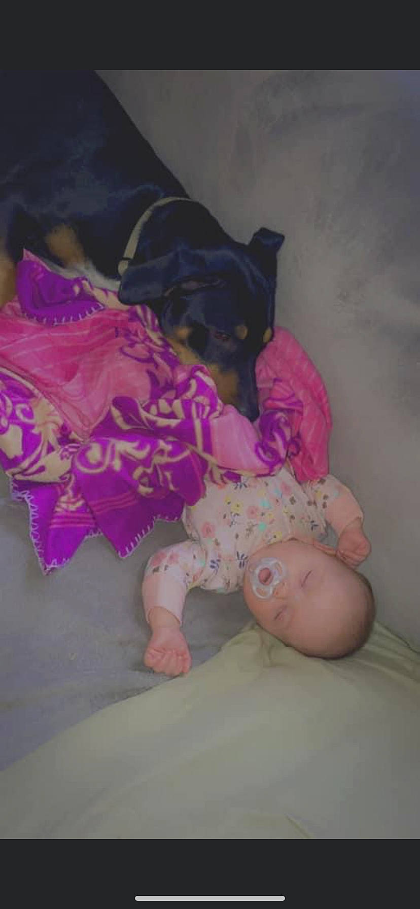 Bryleigh is registered to the contest to win money with this photo: baby, baby_toddler_clothing, barefoot, bed, carnivore, comfort, companion_dog, dog, dog_breed, foot, fun, leg, linens, magenta, person, pink, purple, sitting, skin, sleeve