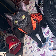 Pum Pum is registered to the contest to win money with this photo: cat, black_cat, costume, halloween, bed, bedspread, butterfly_pattern, indoor, pet, animal, curious, feline, clothing, orange, black, looking_at_camera, room, furniture, clutter, flash