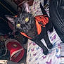 cat, black_cat, costume, halloween, bed, bedspread, butterfly_pattern, indoor, pet, animal, curious, feline, clothing, orange, black, looking_at_camera, room, furniture, clutter, flash