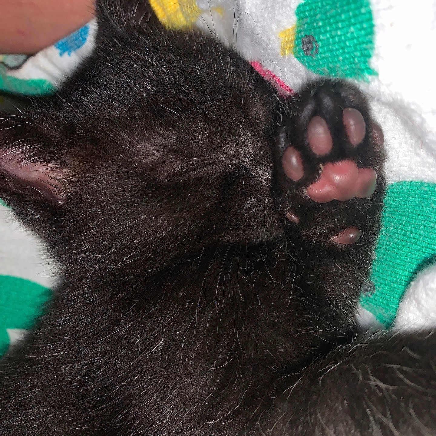 Baby Pum Pum is registered to the contest to win money with this photo: animal, black_cat, blanket, close_up, colorful, cozy, cute, ear, face, feline, furry, kitten, paw, pet, pink_paw_pads, resting, sleeping, soft, whiskers, young
