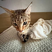 Emmitt is registered to the contest to win money with this photo: animal, background, cat, close_up, cozy, curious, domestic, ears, eyes, feline, fur, indoor, knit_blanket, pet, portrait, soft, tabby, texture, towel, whiskers