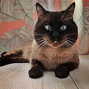 Zouzou a rejoint le concours — aidez-le/la à gagner de superbes lots ! cat, siamese_cat, blue_eyes, whiskers, wooden_floor, indoor, curtain, pattern, tropical_leaves, relaxed, pet, animal, feline, close_up, lying_down, front_paws, whiskers_visible, ears, fur, portrait