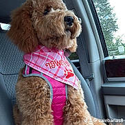 Luna joined the competition — help win amazing prizes! dog, brown_dog, poodle, pet, car_interior, car_seat, pink_harness, bandana, window, tree, outdoor_view, seatbelt, fluffy, sitting, canine, portrait, animal, cute, domestic_animal, travel