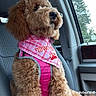 dog, brown_dog, poodle, pet, car_interior, car_seat, pink_harness, bandana, window, tree, outdoor_view, seatbelt, fluffy, sitting, canine, portrait, animal, cute, domestic_animal, travel
