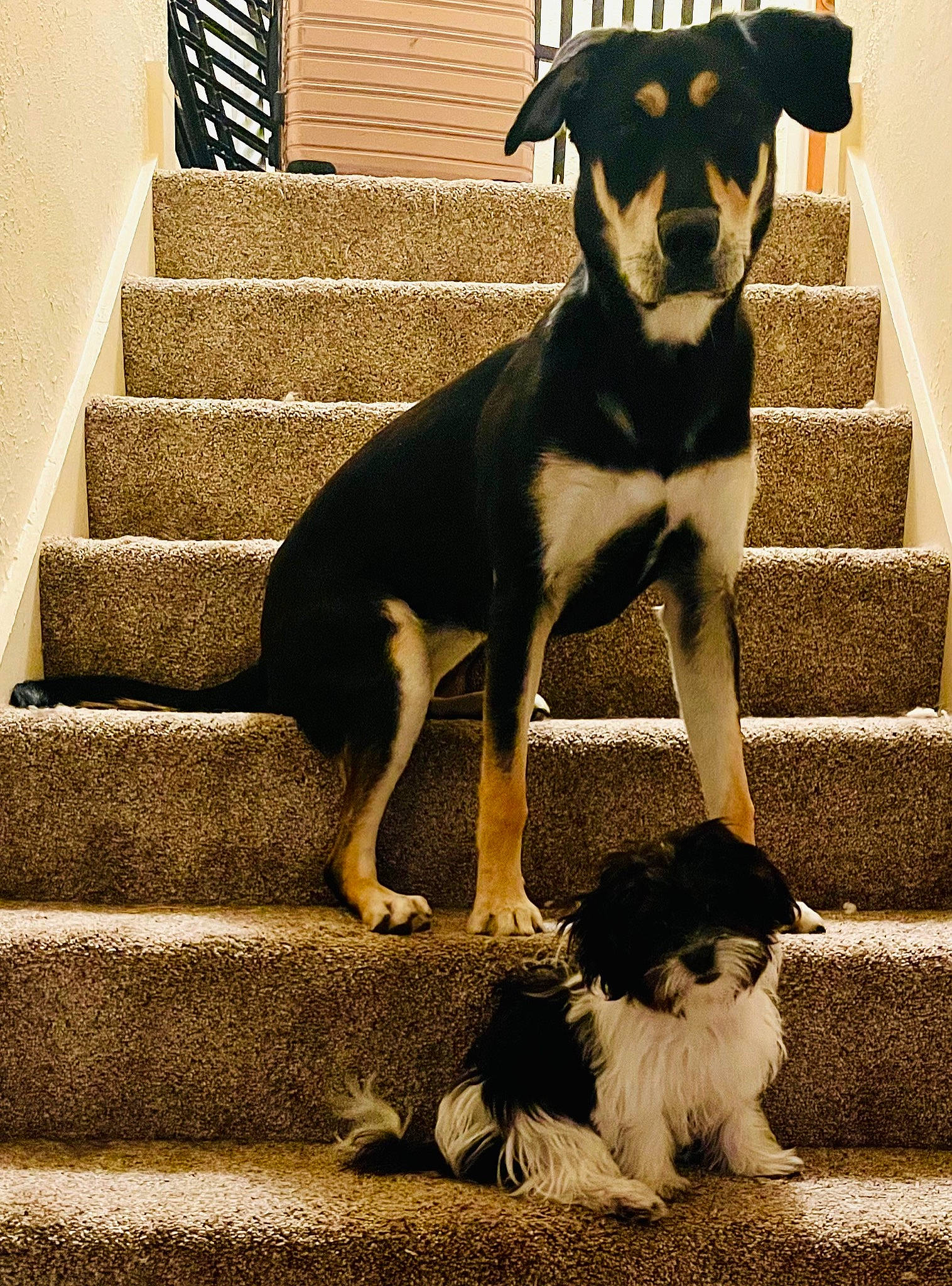 Freyja joined the competition — help win amazing prizes! canidae, carnivore, companion_dog, dog, dog_breed, fawn, flooring, fur, light, mammal, pet_supply, shadow, snout, sporting_group, stairs, tail, tints_and_shades, vertebrate, white, working_animal