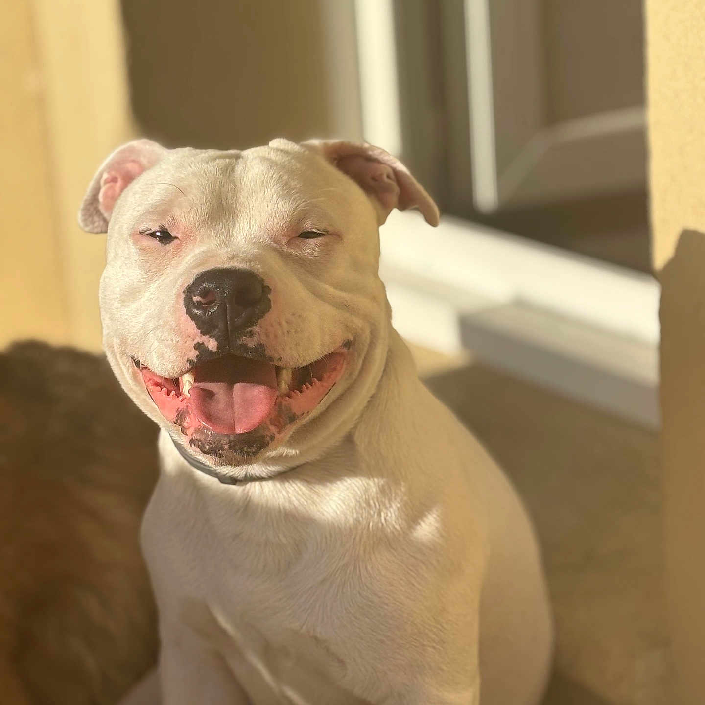 Rio a rejoint le concours — aidez-le/la à gagner de superbes lots ! animal, canine, close_up, cute, daylight, dog, ears, friendly, fur, happy, nose, outdoor, pet, portrait, shadow, sitting, smiling, sunlight, tongue_out, white_dog