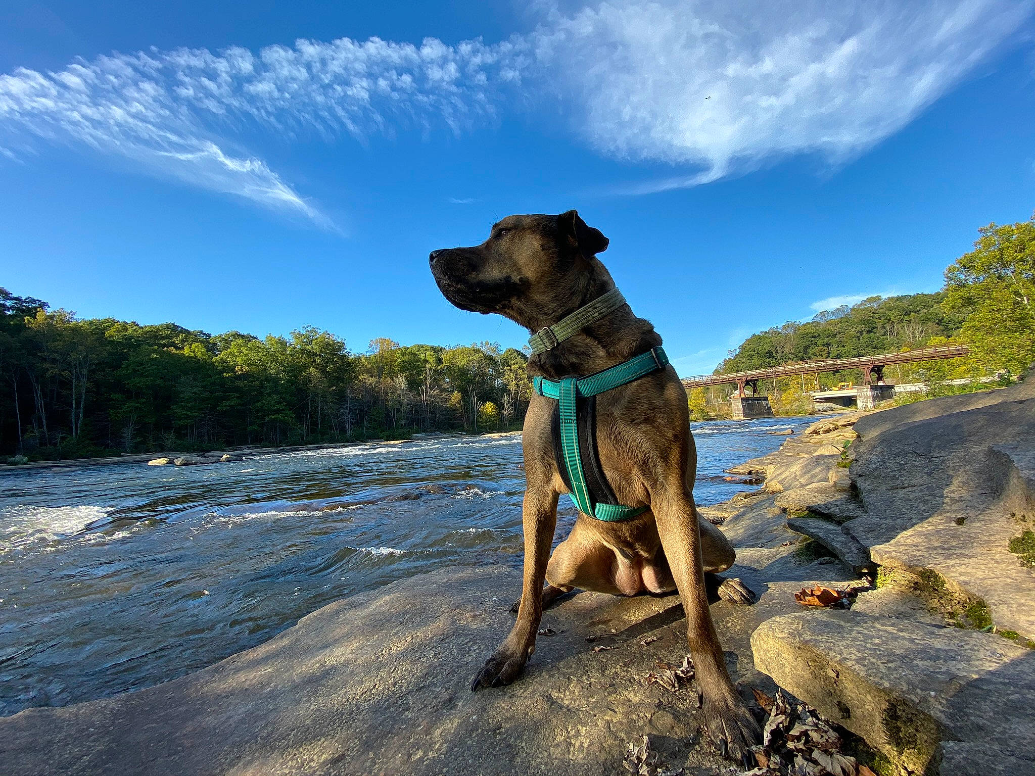 Ramsey joined the competition — help win amazing prizes! adventure, carnivore, cloud, collar, dog, dog_breed, dog_collar, fawn, hill, horizon, landscape, plant, recreation, sky, snout, sporting_group, tree, water, wood, working_animal