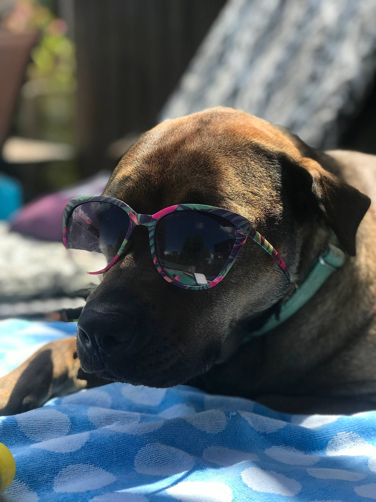 Ramsey joined the competition — help win amazing prizes! blue, canidae, carnivore, collar, comfort, companion_dog, dog, dog_breed, dog_collar, electric_blue, fawn, goggles, pet_supply, snout, sporting_group, sunglasses, terrestrial_animal, whiskers, working_animal, wrinkle