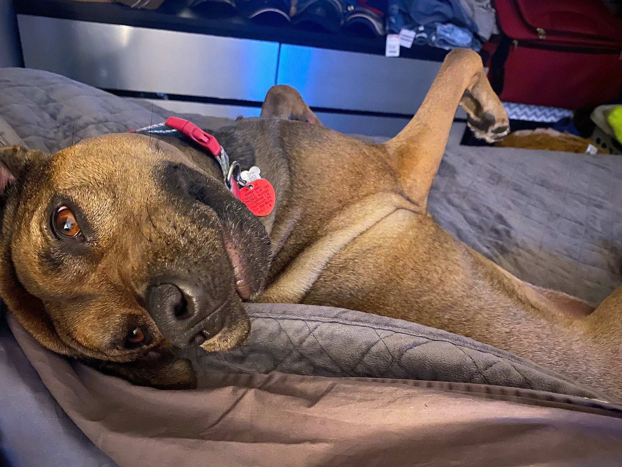 Ramsey is registered to the contest to win money with this photo: canidae, carnivore, collar, comfort, companion_dog, couch, dog, dog_breed, fawn, fur, nap, non_sporting_group, paw, pet_supply, snout, sporting_group, terrestrial_animal, whiskers, wood, working_animal