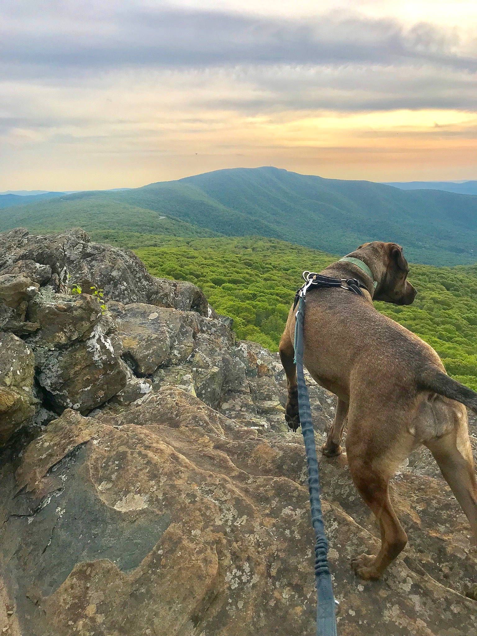 Ramsey joined the competition — help win amazing prizes! bedrock, carnivore, cloud, collar, dog, dog_breed, fawn, fell, grass, grassland, hill, landscape, leash, mountain, mountain_range, mountainous_landforms, plant, recreation, sky, working_animal