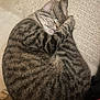 Oscar is registered to the contest to win money with this photo: animal, cat, close_up, cozy, curled_up, cute, domestic_cat, feline, fur, indoor, napping, paw, pet, relaxed, resting, sleeping, striped, tabby, texture, whiskers