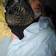 Oscar joined the competition — help win amazing prizes! animal, bed, blanket, cat, closed_eyes, comfort, cozy, curled_up, domestic, facial_hair, fur, human, indoor, man, night, pet, pillow, resting, sleeping, tabby_cat