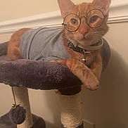Tatum is registered to the contest to win money with this photo: cat, orange_tabby, glasses, shirt, cat_tree, pet, indoor, feline, cute, resting, collar, bell, playful, toy, paw, ears, whiskers, fur, wall, home
