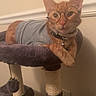 cat, orange_tabby, glasses, shirt, cat_tree, pet, indoor, feline, cute, resting, collar, bell, playful, toy, paw, ears, whiskers, fur, wall, home