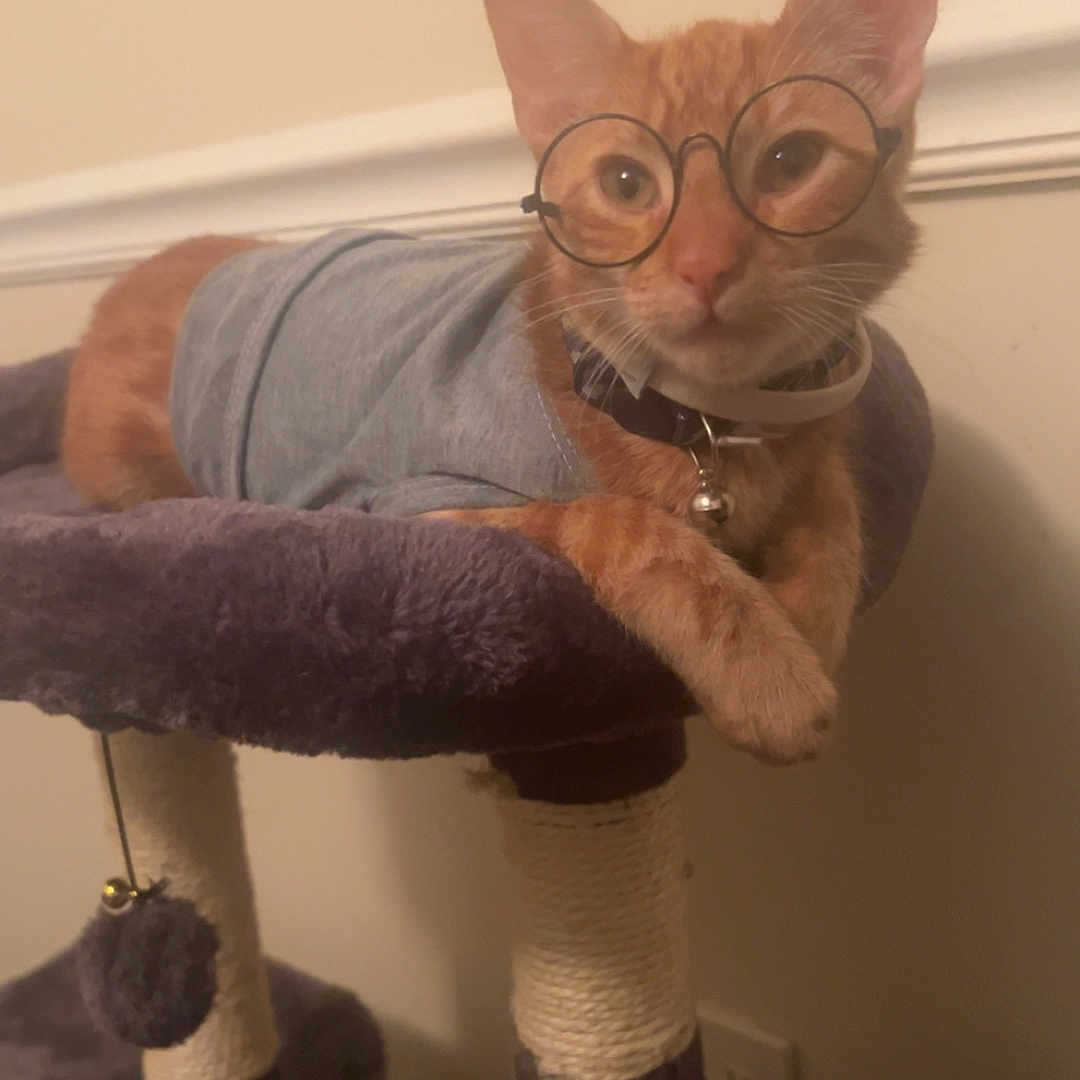 Tatum is registered to the contest to win money with this photo: cat, orange_tabby, glasses, shirt, cat_tree, pet, indoor, feline, cute, resting, collar, bell, playful, toy, paw, ears, whiskers, fur, wall, home