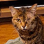 animal, blanket, cat, close_up, cute, domestic_animal, ear, eye, feline, fur, household, indoor, looking_at_camera, mammal, one-eyed, pet, portrait, tabby, whiskers, wooden_floor