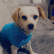 Panchito joined the competition — help win amazing prizes! animal, blue_sweater, companion, couch, cozy, cute, dog, domestic_animal, furniture, gray_couch, home, indoor, knitted_sweater, living_room, looking_at_camera, pet, puppy, sitting, small_dog, soft_texture