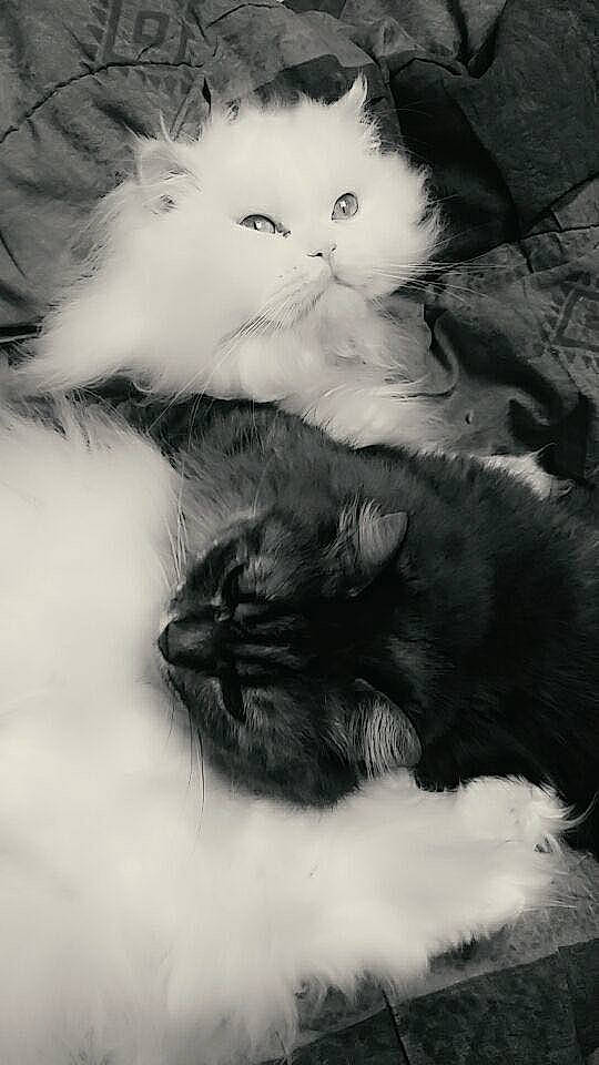 Omaley a rejoint le concours — aidez-le/la à gagner de superbes lots ! art, black_and_white, carnivore, cat, claw, domestic_short_haired_cat, felidae, fur, gesture, grey, monochrome, monochrome_photography, paw, plant, small_to_medium_sized_cats, snout, still_life_photography, style, tail, whiskers