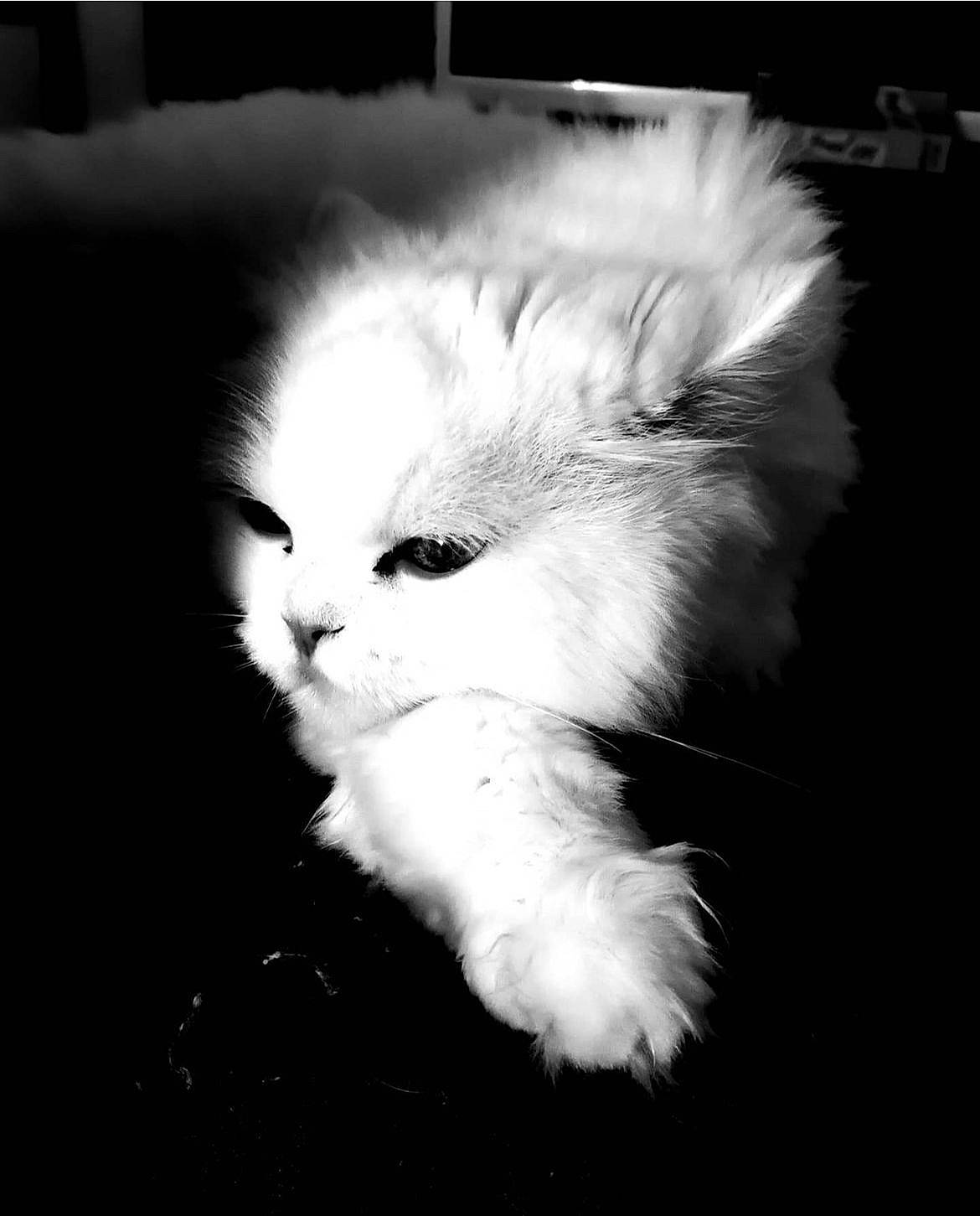 Omaley participe au concours pour gagner de l'argent avec cette photo : british_longhair, canidae, carnivore, cat, claw, companion_dog, darkness, felidae, fur, monochrome, monochrome_photography, paw, persian, small_to_medium_sized_cats, still_life_photography, tail, terrestrial_animal, whiskers