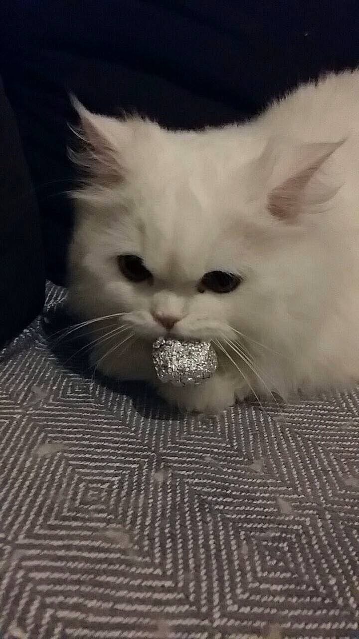 Omaley a rejoint le concours — aidez-le/la à gagner de superbes lots ! carnivore, cat, claw, close_up, comfort, ear, eye, fawn, felidae, fur, head, iris, monochrome, monochrome_photography, paw, sitting, small_to_medium_sized_cats, snout, tail, whiskers