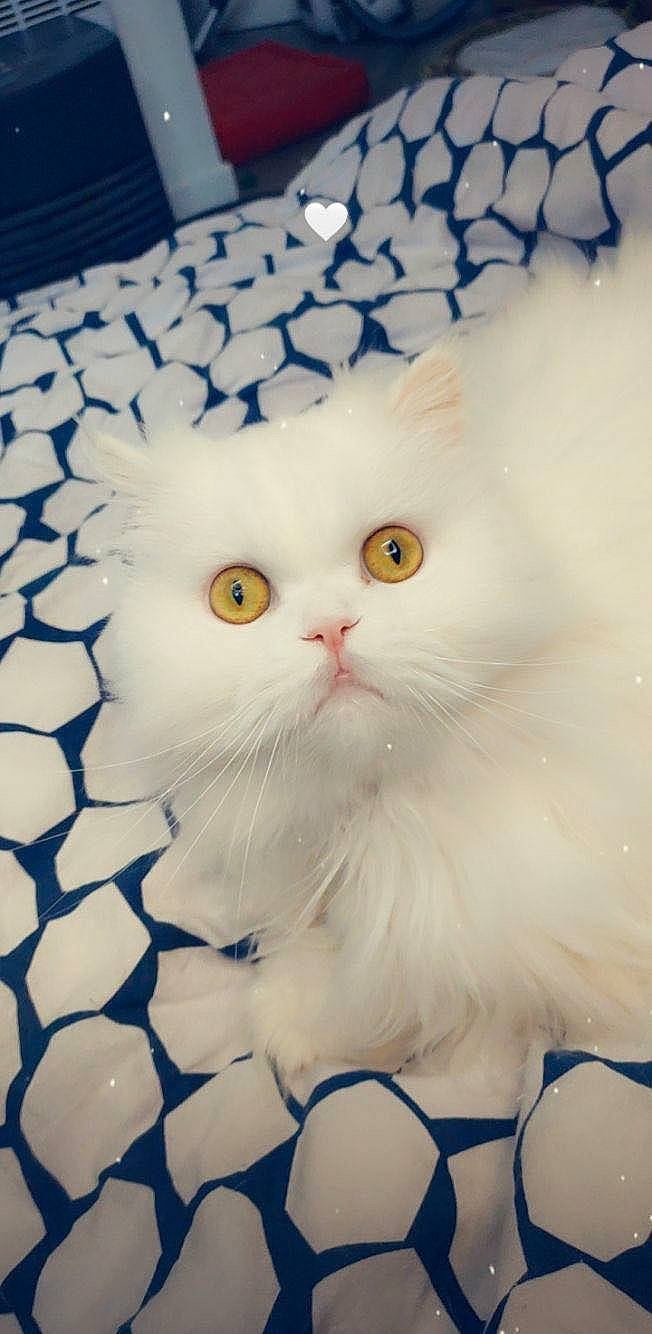 Omaley a rejoint le concours — aidez-le/la à gagner de superbes lots ! carnivore, cat, comfort, electric_blue, felidae, fur, pattern, small_to_medium_sized_cats, terrestrial_animal, whiskers