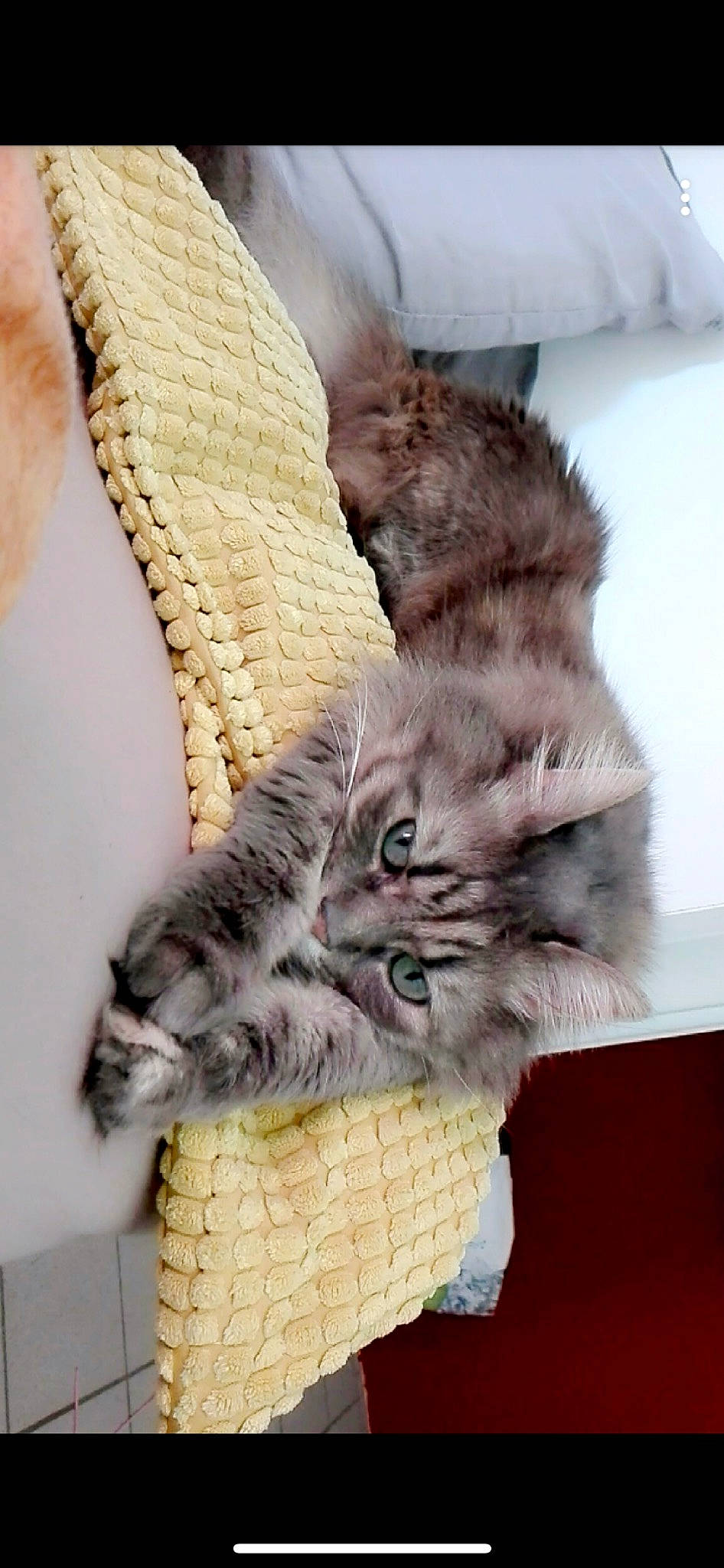 Petit Chat participe au concours pour gagner de l'argent avec cette photo : basket, carnivore, cat, claw, comfort, domestic_short_haired_cat, fashion_accessory, felidae, fur, gesture, paw, small_to_medium_sized_cats, snout, tail, whiskers