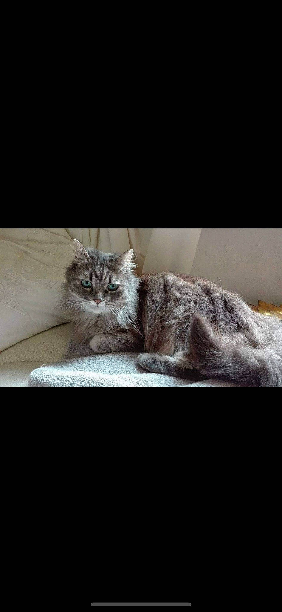 Petit Chat participe au concours pour gagner de l'argent avec cette photo : carnivore, cat, claw, comfort, domestic_short_haired_cat, felidae, fur, grey, monochrome_photography, paw, plant, ragdoll, sitting, small_to_medium_sized_cats, snout, tail, terrestrial_animal, whiskers, window, wood