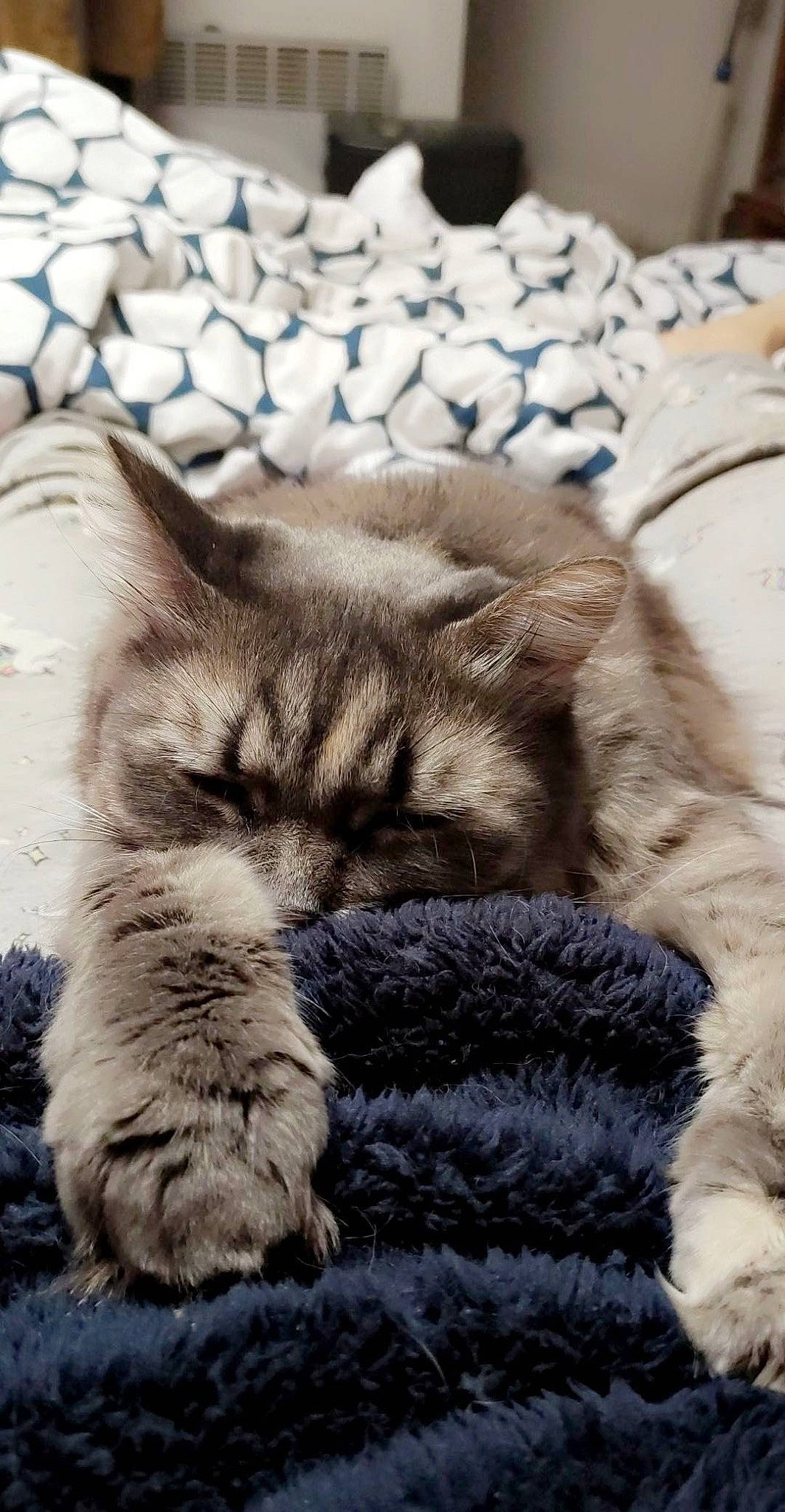 Petit Chat participe au concours pour gagner de l'argent avec cette photo : carnivore, cat, claw, domestic_short_haired_cat, fawn, felidae, fur, nap, pattern, paw, sleep, small_to_medium_sized_cats, snout, tail, terrestrial_animal, whiskers, wildlife, wool